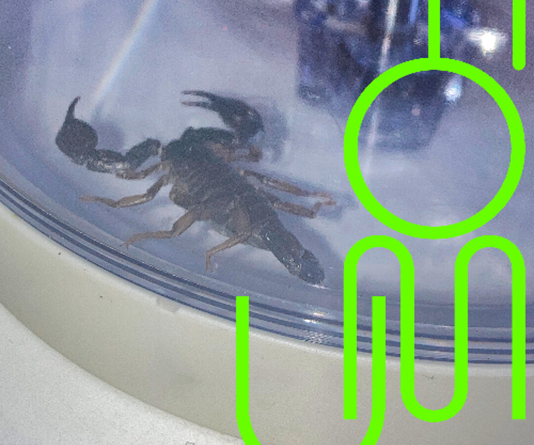 Pet Owner FOMO